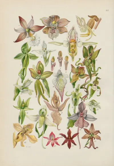 Illustrierte Flora von Mitteleuropa Pl.068 av Gustav Hegi