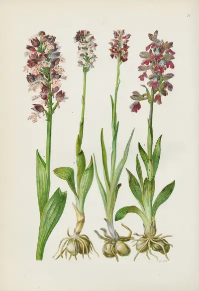 Illustrierte Flora von Mitteleuropa Pl.071 av Gustav Hegi