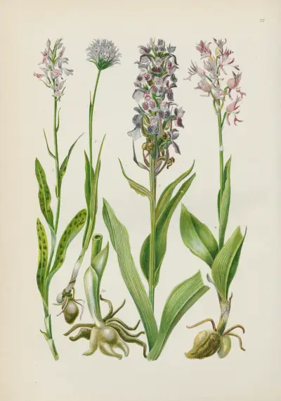 Illustrierte Flora von Mitteleuropa Pl.072 av Gustav Hegi