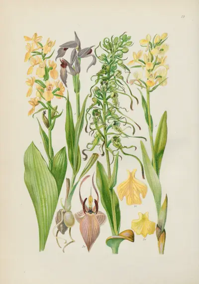 Illustrierte Flora von Mitteleuropa Pl.073 av Gustav Hegi