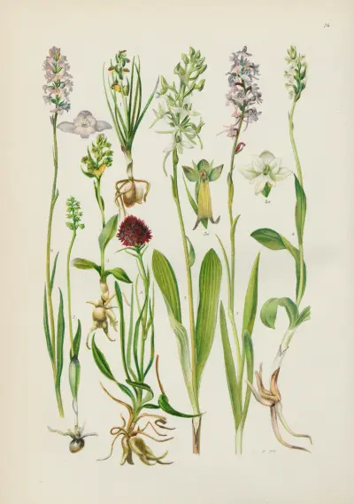 Illustrerad flora för Centraleuropa, plansch 074 av Gustav Hegi