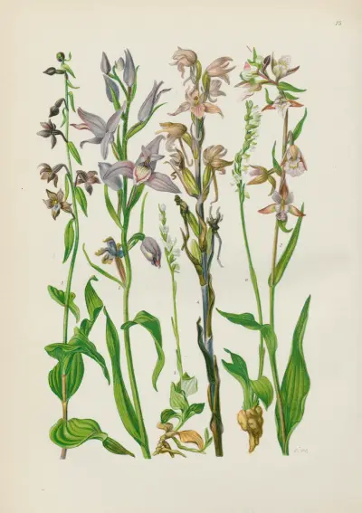 Illustrierte Flora von Mitteleuropa Pl.075 av Gustav Hegi