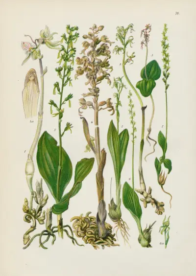 Illustrierte Flora von Mitteleuropa Pl.076 av Gustav Hegi