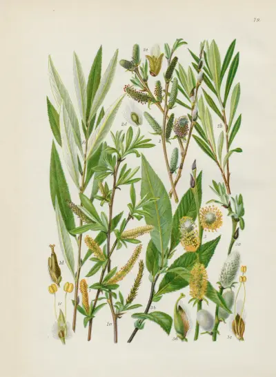Illustrierte Flora von Mitteleuropa Pl.079 av Gustav Hegi
