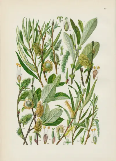 Illustrierte Flora von Mitteleuropa Pl.080 av Gustav Hegi