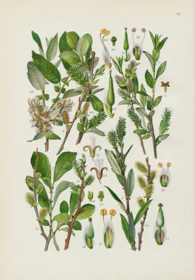 Illustrierte Flora von Mitteleuropa Pl.081 av Gustav Hegi