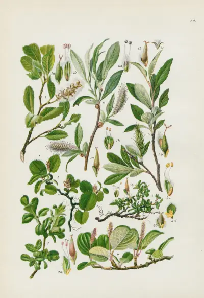 Illustrierte Flora von Mitteleuropa Pl.082 av Gustav Hegi