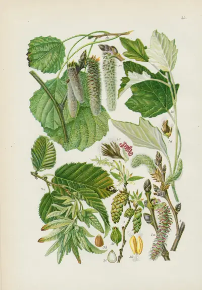 Illustrierte Flora von Mitteleuropa Pl.083 av Gustav Hegi