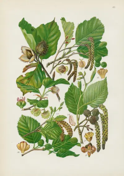 Illustrierte Flora von Mitteleuropa Pl.085 av Gustav Hegi