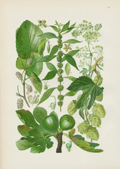 Illustrierte Flora von Mitteleuropa Pl.087 av Gustav Hegi