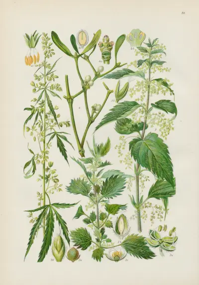 Illustrerad flora för Centraleuropa, plansch 088 av Gustav Hegi