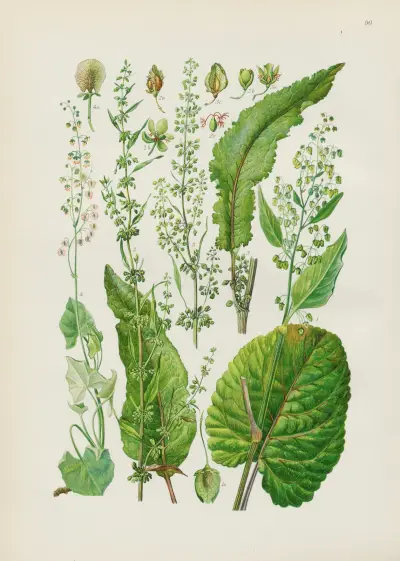 Illustrierte Flora von Mitteleuropa Pl.090 av Gustav Hegi