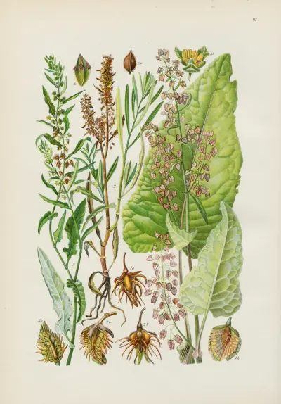 Illustrierte Flora von Mitteleuropa Pl.091 av Gustav Hegi