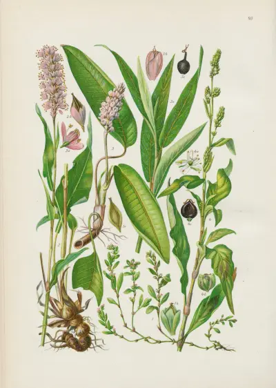 Illustrierte Flora von Mitteleuropa Pl.093 av Gustav Hegi
