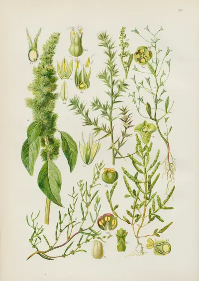 Illustrerade flora från Centraleuropa Pl.097 av Gustav Hegi