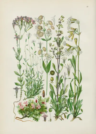 Illustrierte Flora von Mitteleuropa Pl.099 av Gustav Hegi