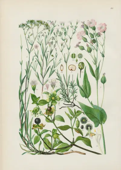 Illustrerade flora från Centraleuropa, plansch 101 av Gustav Hegi