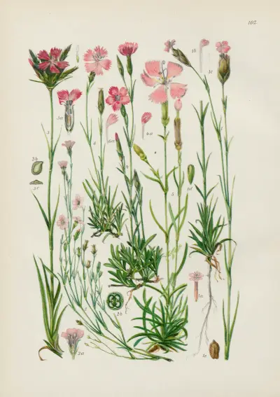 Illustrerad flora för Centraleuropa Pl.102 av Gustav Hegi