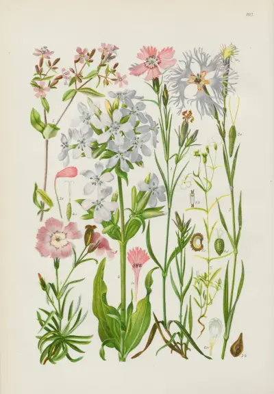 Illustrierte Flora von Mitteleuropa Pl.103 av Gustav Hegi