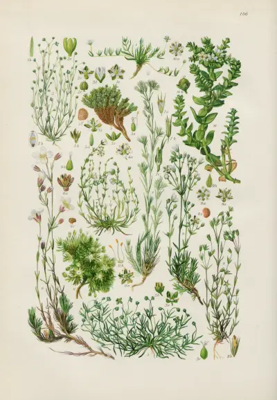 Illustrierte Flora von Mitteleuropa Pl.106 av Gustav Hegi