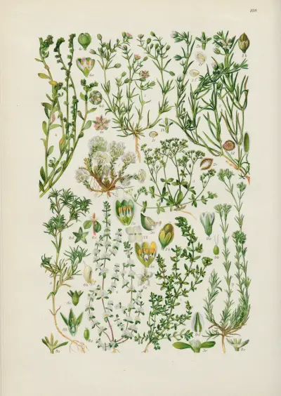 Illustrierte Flora von Mitteleuropa Pl.108 av Gustav Hegi