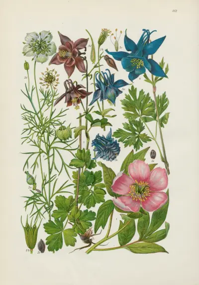 Illustrierte Flora von Mitteleuropa Pl.112 av Gustav Hegi