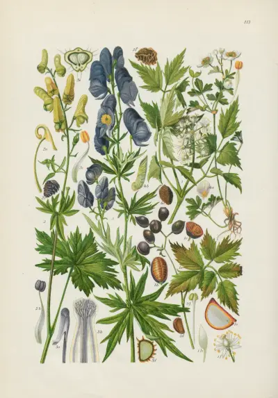 Illustrierte Flora von Mitteleuropa Pl.113 av Gustav Hegi