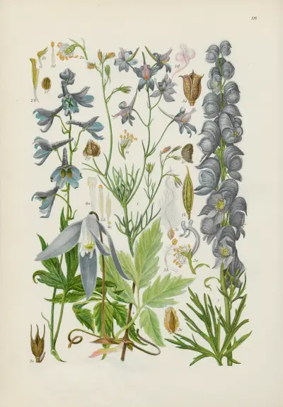Illustrierte Flora von Mitteleuropa Pl.114 av Gustav Hegi
