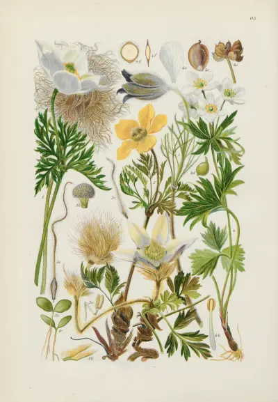 Illustrierte Flora von Mitteleuropa Pl.115 av Gustav Hegi