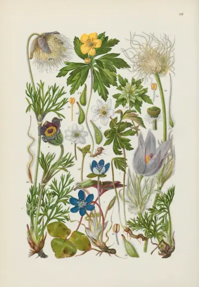 Illustrerad flora för Centraleuropa, plansch 116 av Gustav Hegi
