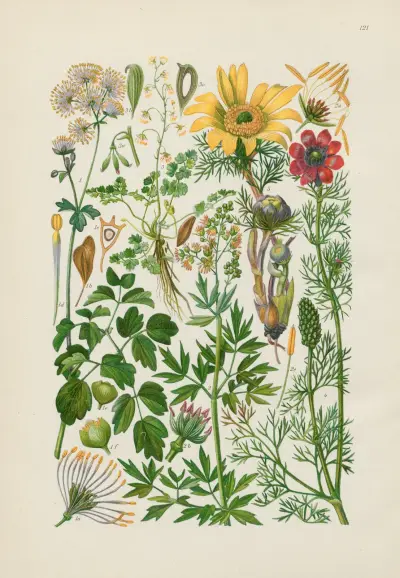 Illustrerad flora för Centraleuropa pl. 121 av Gustav Hegi
