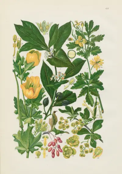 Illustrierte Flora von Mitteleuropa Pl.122 av Gustav Hegi