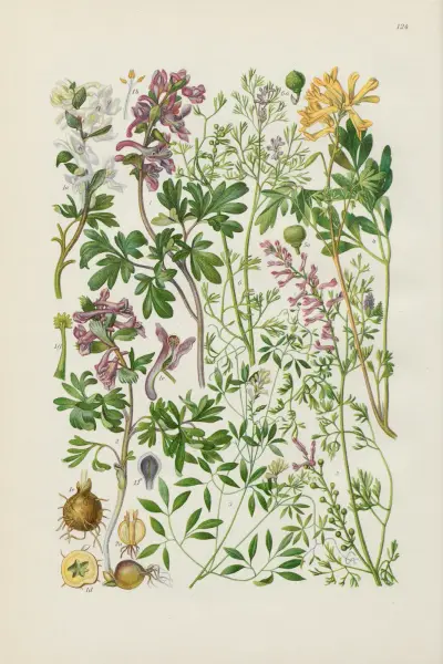 Illustrerad flora från Centraleuropa Pl.124 av Gustav Hegi