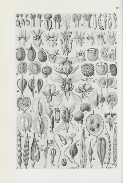 Illustrerade flora över Centrala Europa, plansch 125 av Gustav Hegi