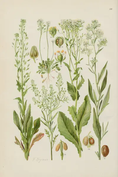 Illustrerade flora från Centraleuropa Pl.126 av Gustav Hegi