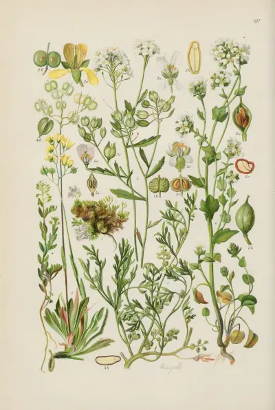 Illustrierte Flora von Mitteleuropa Pl.127 av Gustav Hegi