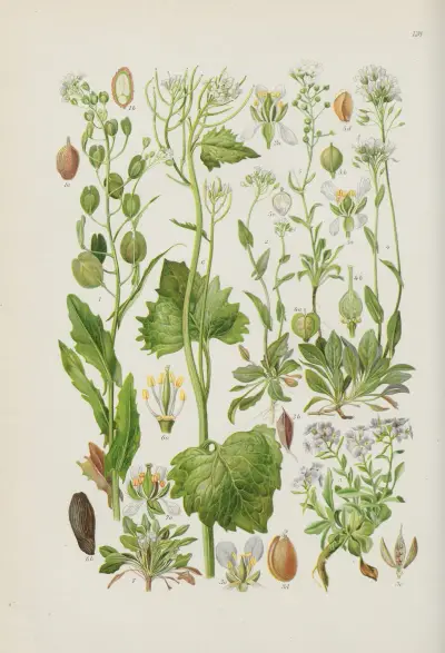 Illustrerad flora från Centraleuropa Pl.128 av Gustav Hegi