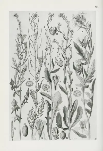 Illustrierte Flora von Mitteleuropa Pl.129 av Gustav Hegi