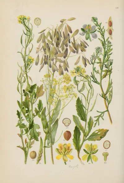 Illustrierte Flora von Mitteleuropa Pl.130 av Gustav Hegi