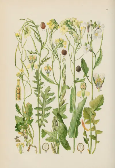 Illustrierte Flora von Mitteleuropa Pl.131 av Gustav Hegi