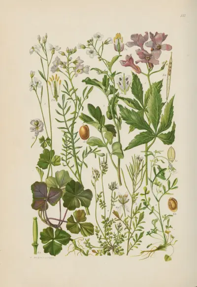 Illustrerad flora från Centraleuropa, plansch 133 av Gustav Hegi