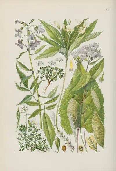 Illustrerad flora över Centraleuropa, plansch 134 av Gustav Hegi