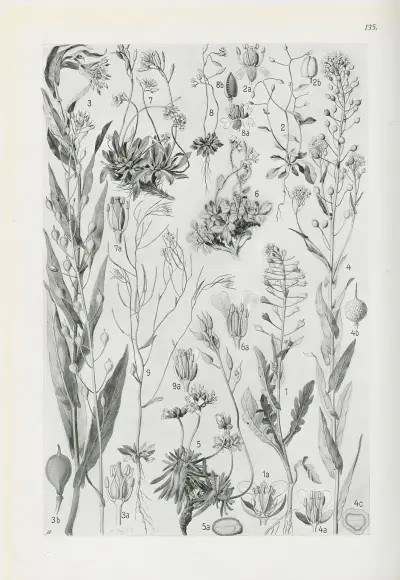 Illustrierte Flora von Mitteleuropa Pl.135 av Gustav Hegi
