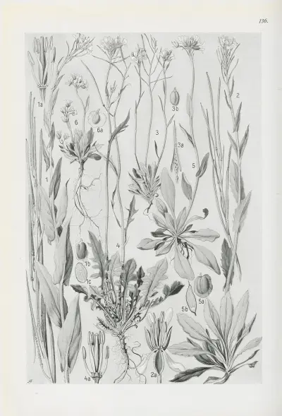Illustrerad flora för Centraleuropa Pl.136 av Gustav Hegi