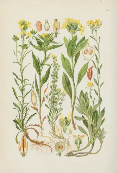 Illustrierte Flora von Mitteleuropa Pl.137 av Gustav Hegi