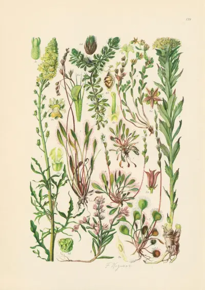 Illustrierte Flora von Mitteleuropa Pl.139 av Gustav Hegi