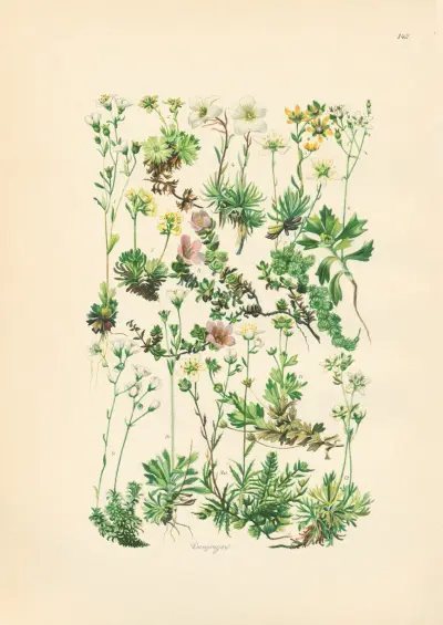 Illustrierte Flora von Mitteleuropa Pl.142 av Gustav Hegi