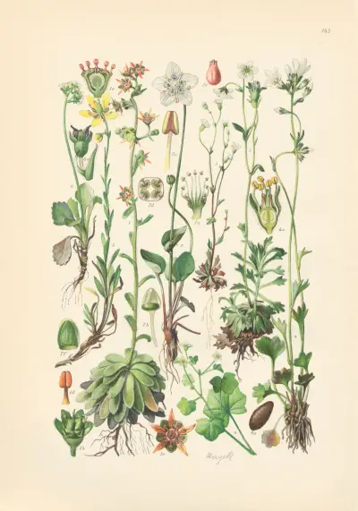 Illustrierte Flora von Mitteleuropa Pl.143 av Gustav Hegi