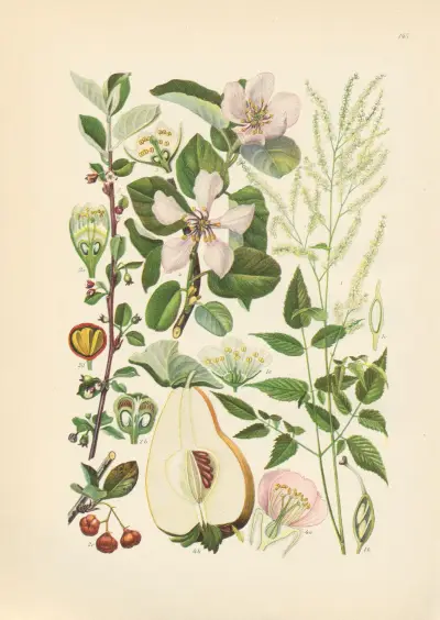 Illustrierte Flora von Mitteleuropa Pl.145 av Gustav Hegi