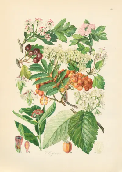 Illustrerad flora för Centraleuropa, plansch 147 av Gustav Hegi
